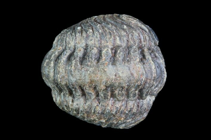 Small Enrolled Acastoides Trilobite Fossil - Morocco #76414